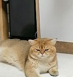 Британский котик на вязку(золотая шиншилла) Балашиха