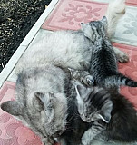 Кошка и котик Пенза