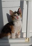 Трехцветная кошечка(котёнок, 2 месяца) Вольск