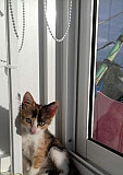 Трехцветная кошечка(котёнок, 2 месяца) Вольск