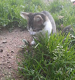 Котёнок Смоленск
