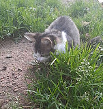Котёнок Смоленск