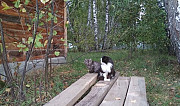 Котята ищут дом и надежного друга Новосибирск