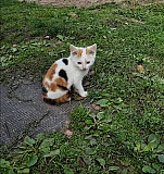 Котята ищут дом и надежного друга Новосибирск