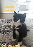 Майские котята от домашней кошки Васильково