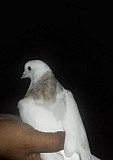 Армянский голубь Камышеватская