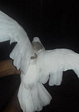 Армянский голубь Камышеватская
