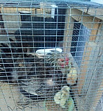 Курица с цыплятами Карабудахкент