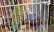 Волнистые попугаи Мирный