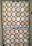 Яйцо инкубационное бройлеров Кобб-500 (Чехия) Воронеж