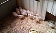 Цыплята, молодки, куры, петухи. яйцо инкубационное Солнечногорск