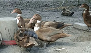 Мускусные утки Краснодар