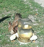 Курица 16 цыплёнком Урус-Мартан