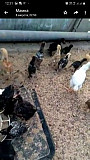 Цыплята домашние Брянск