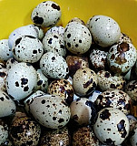 Яйца перепелиные Сургут