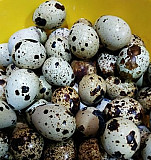 Яйца перепелиные Сургут