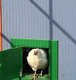 Инкубационное яйцо и цыплята Дрезденская белая Москва