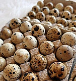 Инкубационные перепелиные яйца, бройлерный Техас Видное