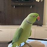 Ожереловый попугай Крамера (Индийский кольчатый по Новокузнецк