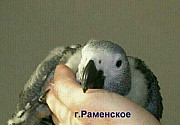 Выкормыш попугая Раменское