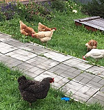 Курицы несушки Черноисточинск