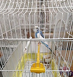 Попугай Белореченск