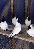 Продам голубей Будённовск