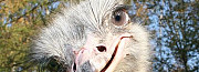 Продам страусов и яйца страуса инкубационные Бессоновка