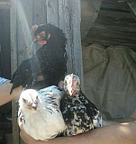 Цыплята Анапская
