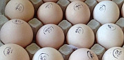 Инкубационное яйцо бройлера на 14сентября Ельня