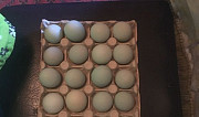 Яйцо инкубационное ухейилюй Тучково