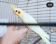 Птенцы попугаи кореллы Калининград