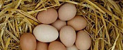 Яйца инкубационные брама кученко Серебрянка бройле Дербент