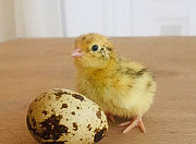 Инкубационное яйцо маньчжуры, техасы Красноярск