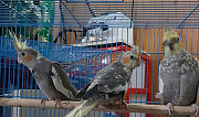 Попугай Махачкала