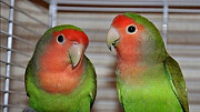 Продам попугаев- неразлучники Серов