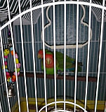 Продам попугаев- неразлучники Серов