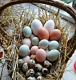 Яйца инкубационные Онохино