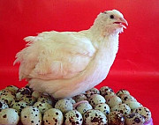 Инкубационные Яйца для закладки в инкубатор перепе Орехово-Зуево