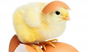 Инкубационное яйцо Кобб500 Росс308 Саратов