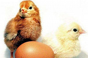 Инкубационное яйцо бройлер Арбор в наличии Пермь