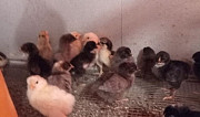 Цыплята от домашних кур Калининград