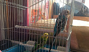 Попугай Чебоксары
