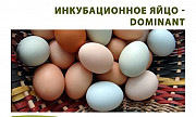 Инкубационное яйцо несушек Dominant Шаховская