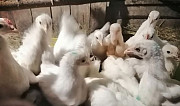 Домашние цыплята Смоленск