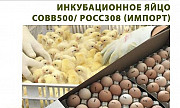Инкубационное яйцо бройлера Кобб-500/ росс-308 Шаховская