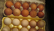 Инкубационное яйцо от домашних курочек Москва