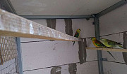 Певчие попугаи Краснодар