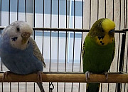 Волнистые попугаи Тольятти