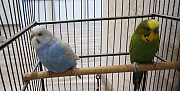 Волнистые попугаи Тольятти